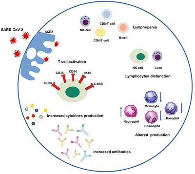 COVID-19 and rheumatic diseases: A mini-review